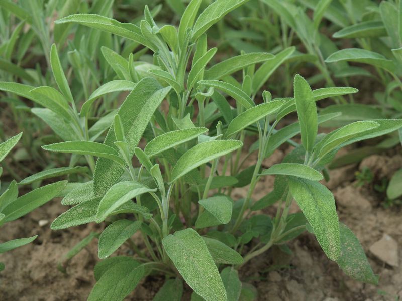 HERB Sage