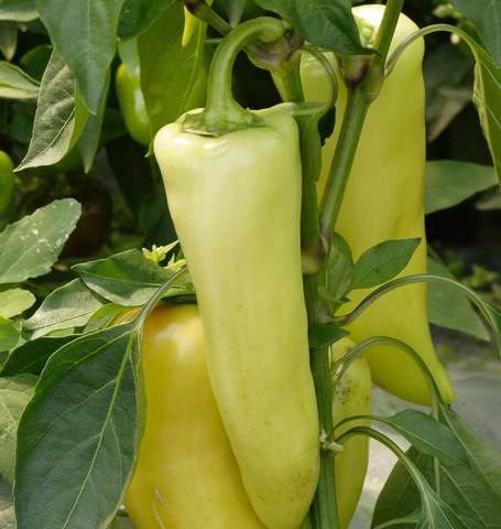 PEPPER Hungarian Hot Wax